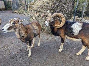 Exkursion Tier Park Goldau