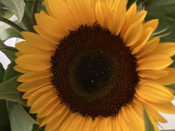 Der erste Schultag ins neue Schuljahr