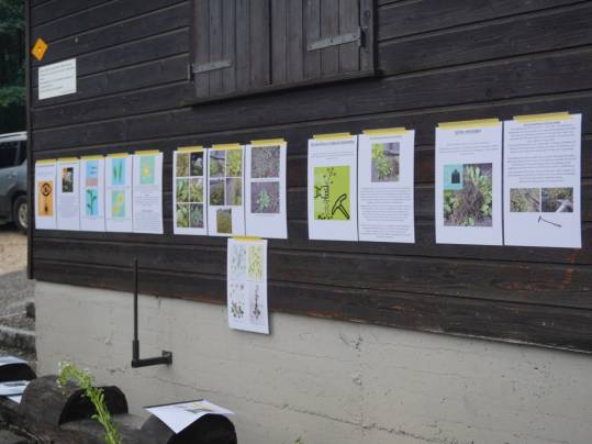 Veranschaulichung Pflanze