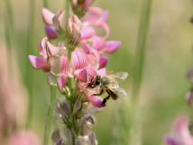 Bild Blume und Biene